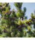 Borovice Limba - Sibiřský cedr - Pinus cembra sibirica - osivo borovice - 7 ks