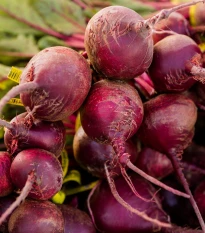 Semena červené řepy Redshine - výsevný pásek - 5 m