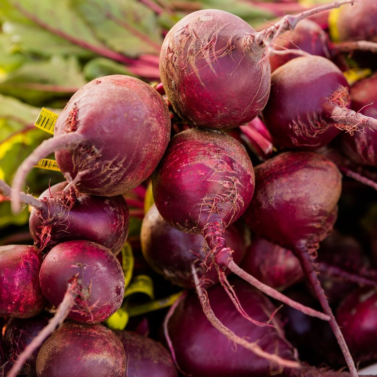 Semena červené řepy Redshine - výsevný pásek - 5 m