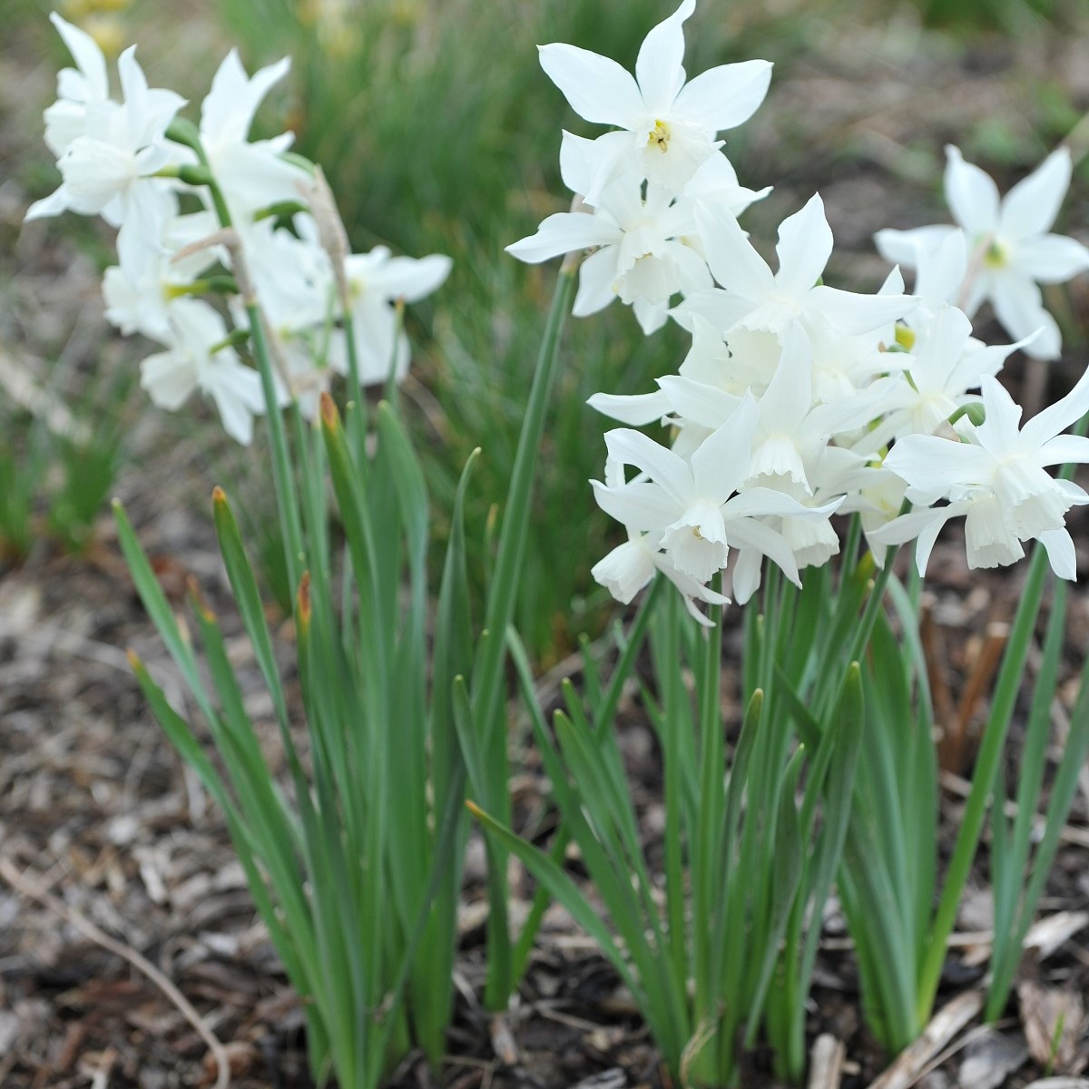 Narcis Thalia - Narcissus - cibule narcisů - 3 ks