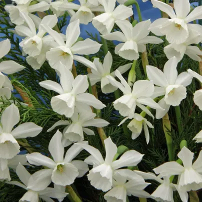 Narcis Thalia - Narcissus - cibule narcisů - 3 ks