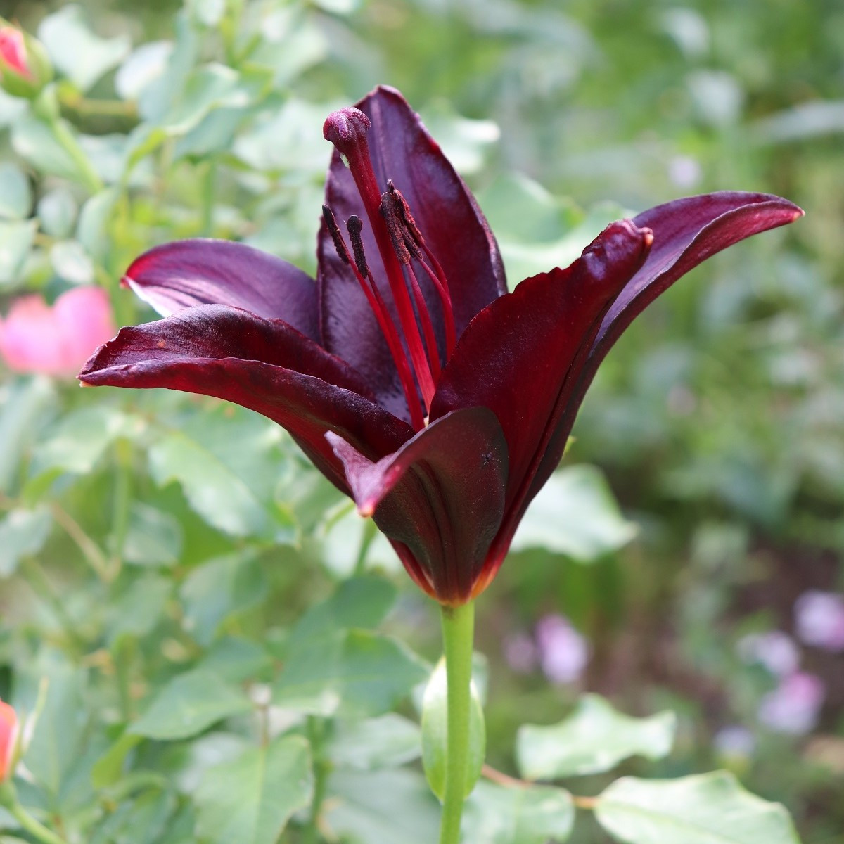 Lilie asijská Mapira - Lilium - cibule lilie - 1 ks