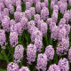 Hyacint Splendid Cornelia - Hyacinthus - cibule hyacintů - 1 ks