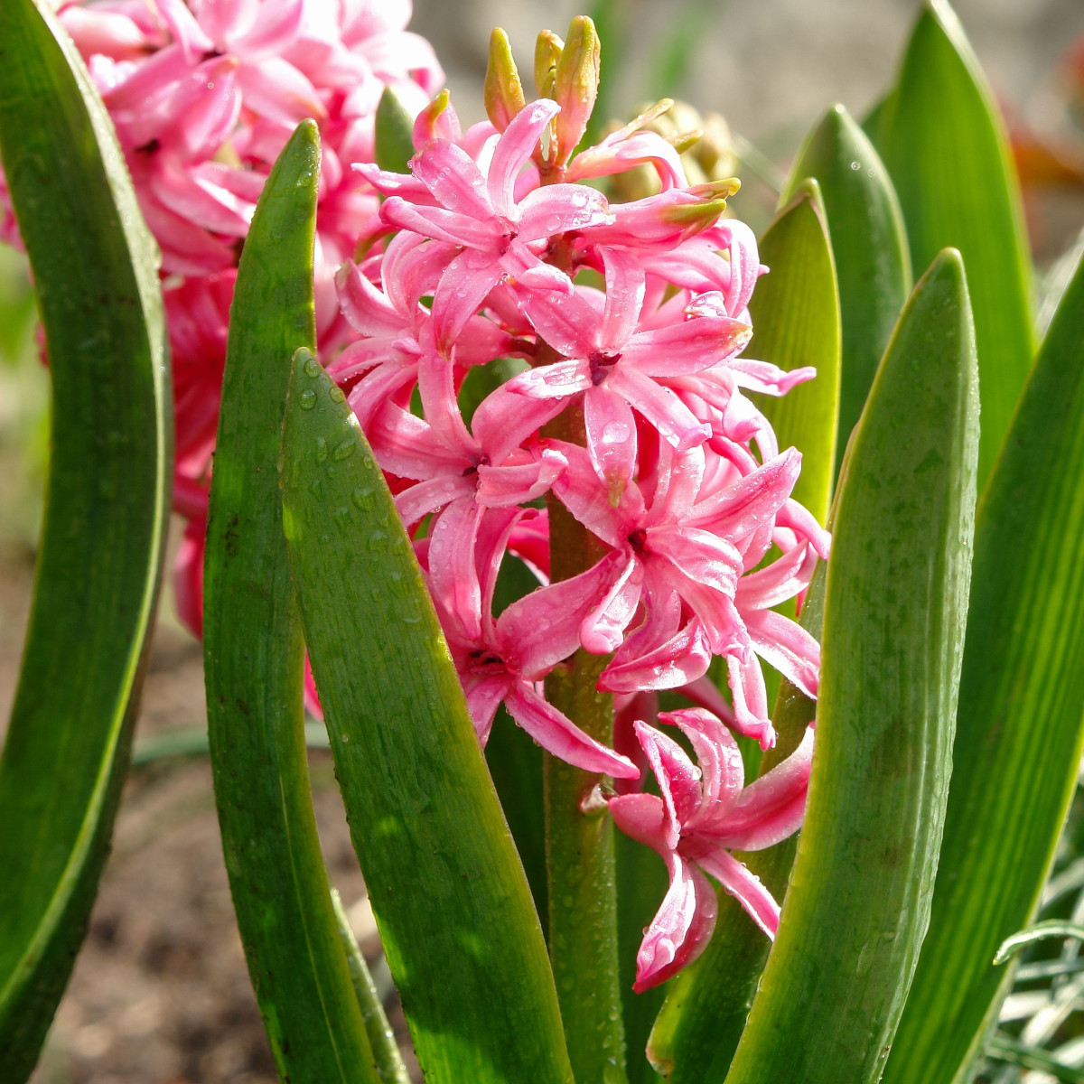 Hyacint Pink Pearl - Hyacinthus L. - cibule hyacintů - 1 ks