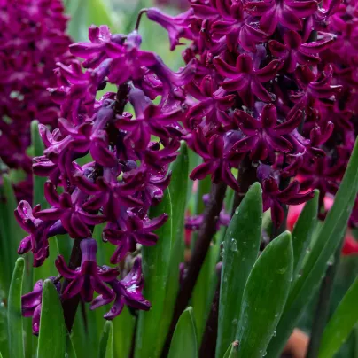 Hyacint Woodstock - Hyacinthus - cibule hyacintů - 1 ks