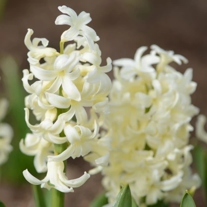 Hyacint Gipsy Princess - Hyacinthus L. - cibule hyacintů - 1 ks