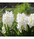 Hyacint Carnegie - Hyacinthus - cibule hyacintů - 1 ks