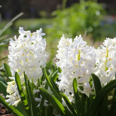Hyacint Carnegie - Hyacinthus - cibule hyacintů - 1 ks