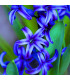 Hyacint modrý Delft Blue - Hyacinthus - cibule hyacintů - 1 ks