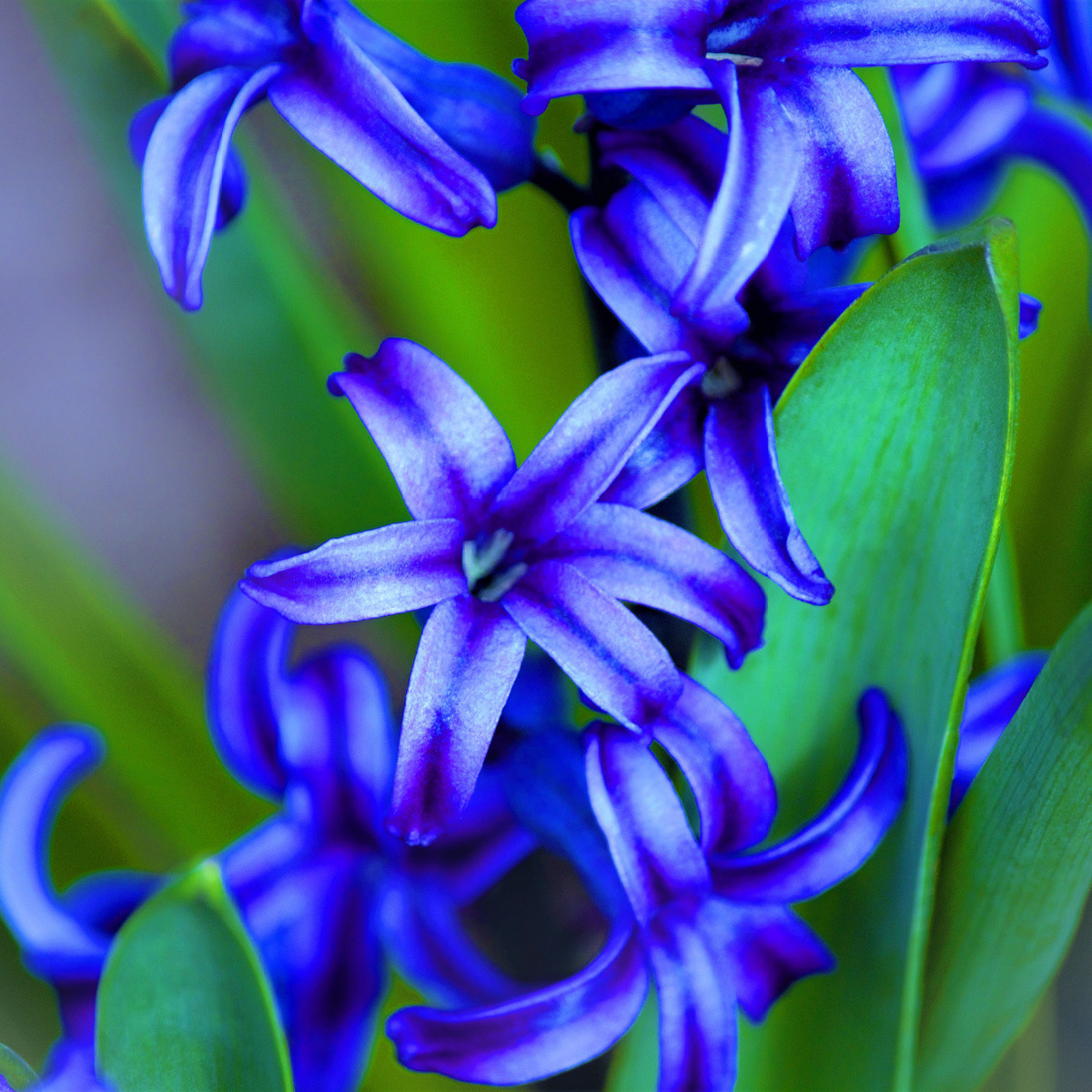 Hyacint modrý Delft Blue - Hyacinthus - cibule hyacintů - 1 ks