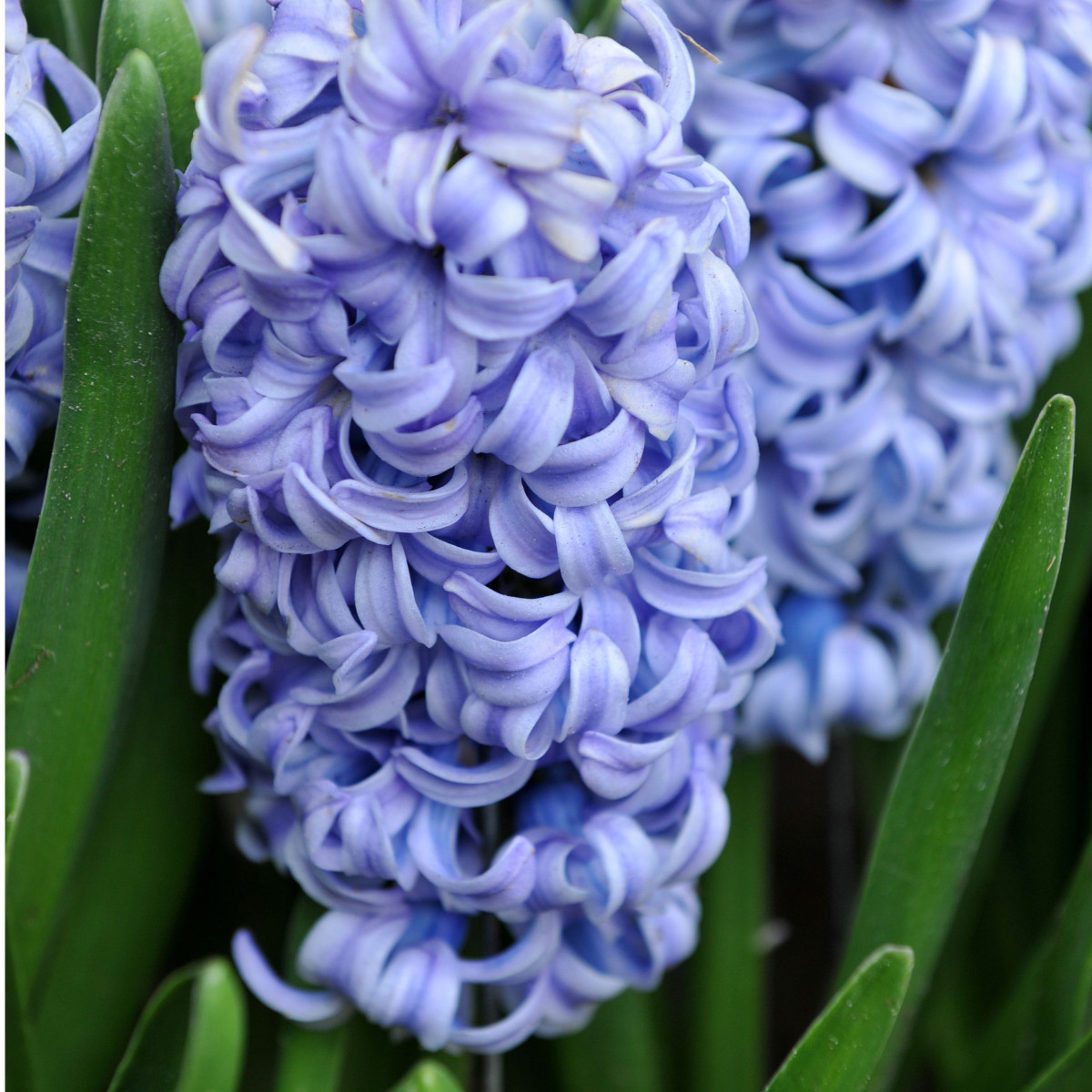 Hyacint Blue Jacket - Hyacinthus - cibule hyacintů - 1 ks