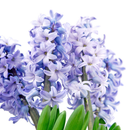 Hyacint Blue Jacket - Hyacinthus - cibule hyacintů - 1 ks