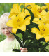 Lilie Yellow Planet - Lilium lancifolium - cibule lilií - 1 ks