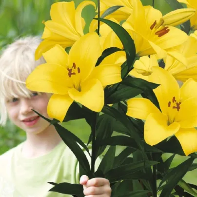 Lilie Yellow Planet - Lilium lancifolium - cibule lilií - 1 ks