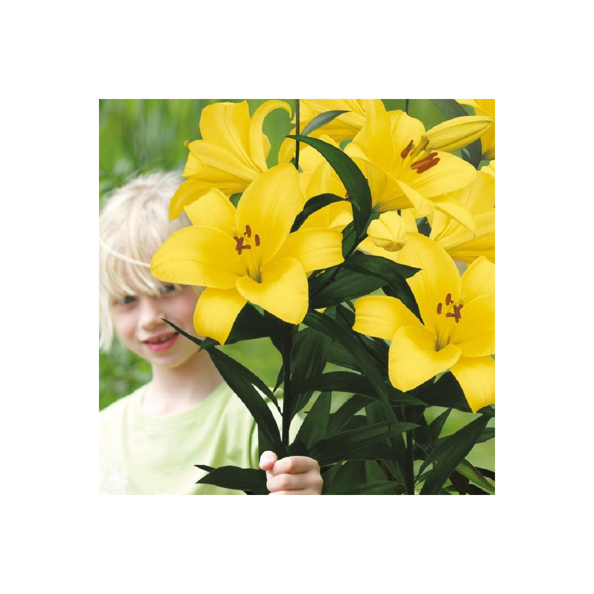 Lilie Yellow Planet - Lilium lancifolium - cibule lilií - 1 ks