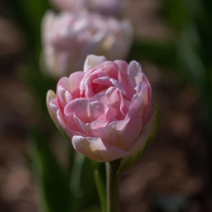 Tulipán Angelique - Tulipa - cibule tulipánů - 3 ks