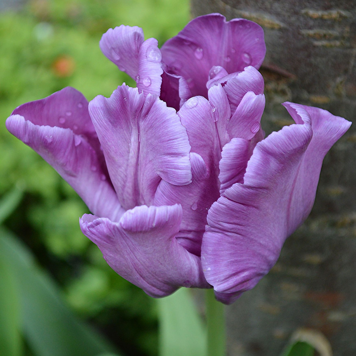 Tulipán Blue Parrot - Tulipa - cibule tulipánů - 3 ks