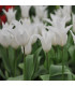 Tulipán Tres Chic - Tulipa - cibule tulipánů - 3 ks
