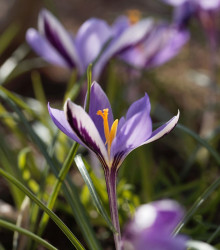 Krokus Spring Beauty - Crocus minimus - hlízy krokusů - 3 ks