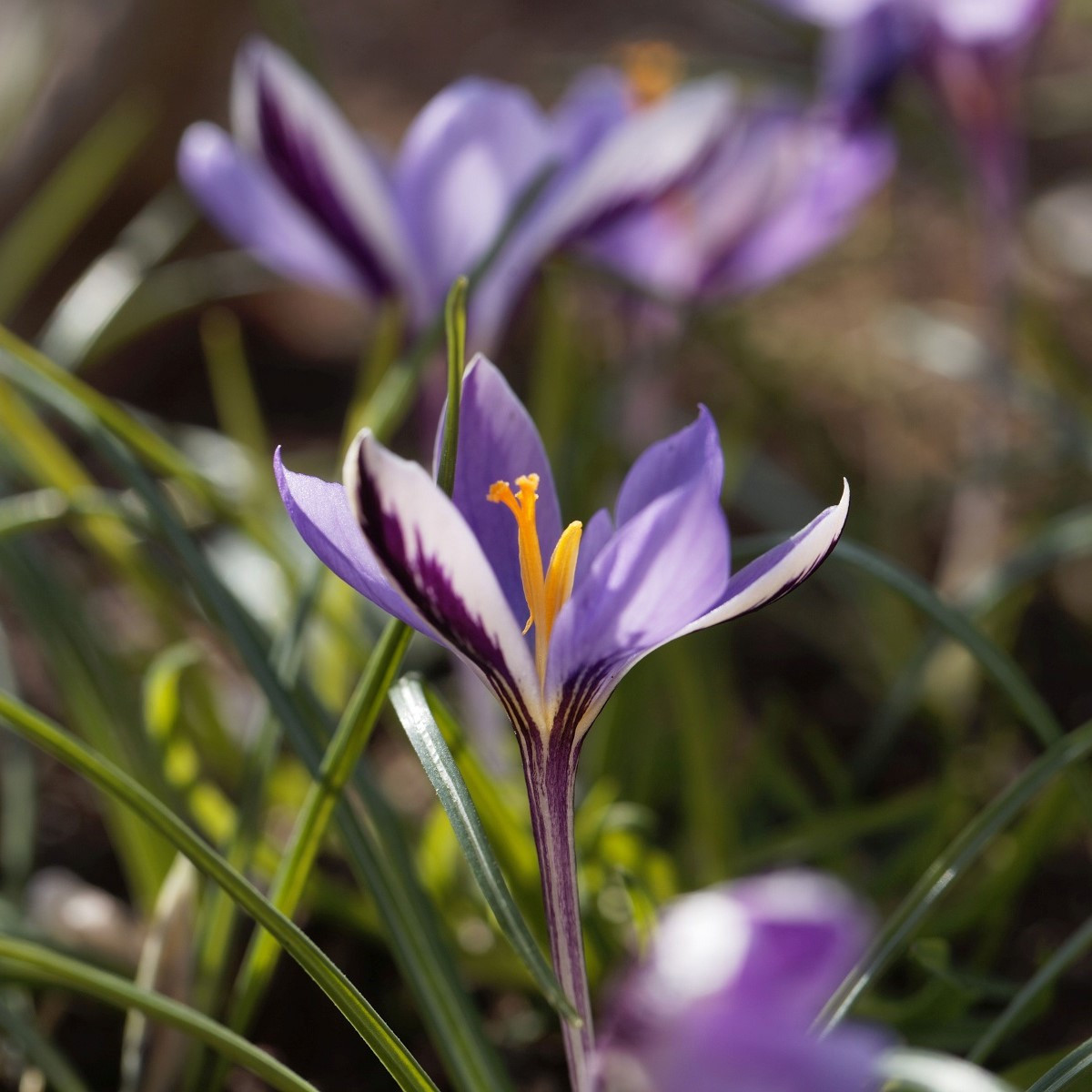 Krokus Spring Beauty - Crocus minimus - hlízy krokusů - 3 ks