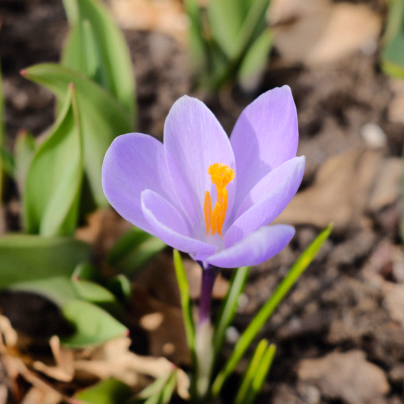 Krokus Vanguard - Crocus vernus - hlízy krokusů - 3 ks
