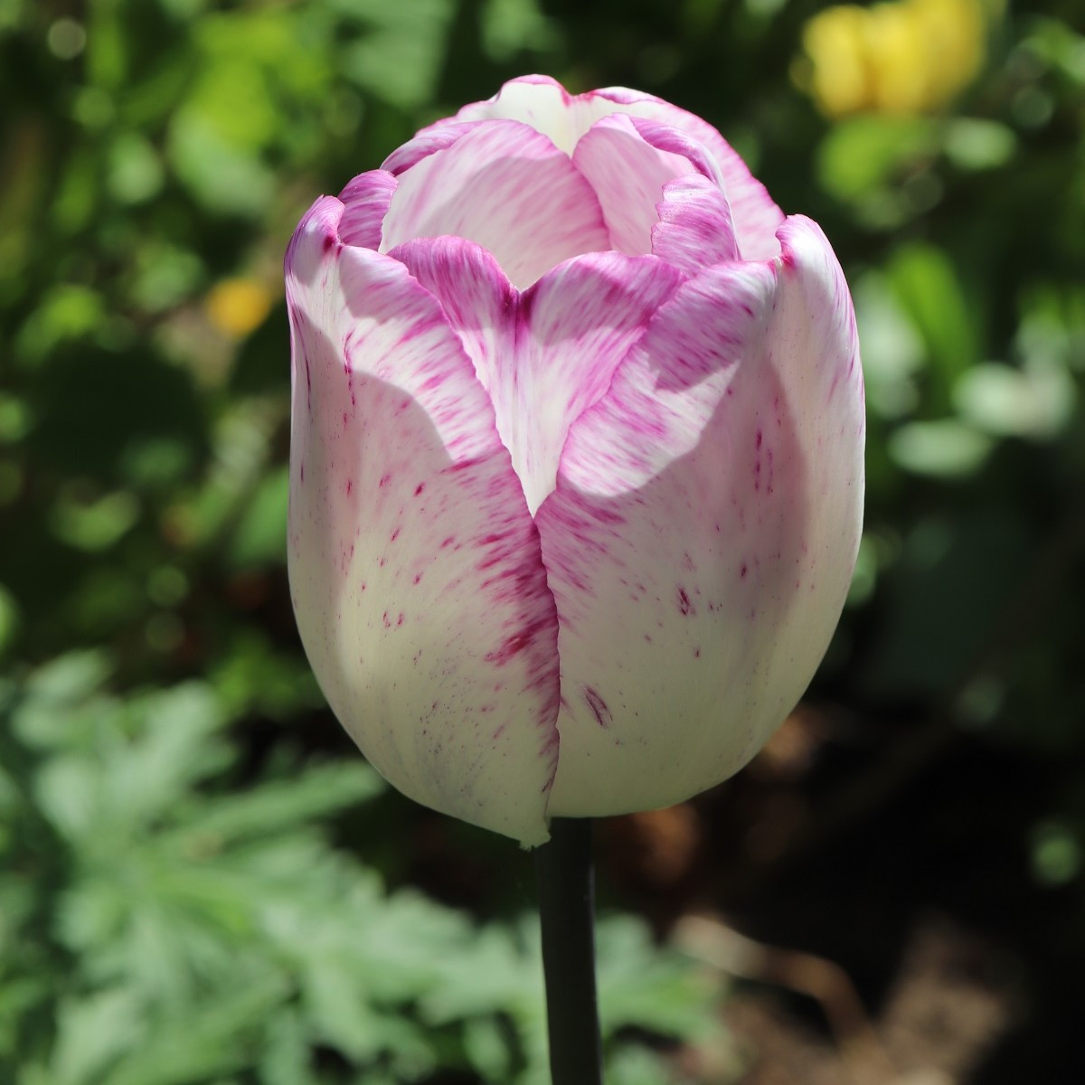 Tulipán Double Touch - Tulipa - cibule tulipánů - 3 ks