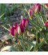 Tulipán Persian Pearl - Tulipa humilis - cibule tulipánů - 3 ks