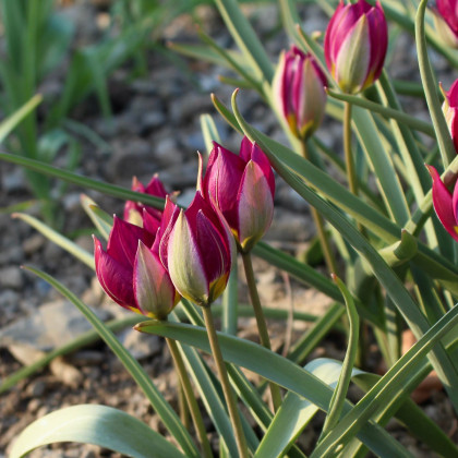 Tulipán Persian Pearl - Tulipa humilis - cibule tulipánů - 3 ks