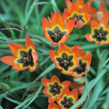 Tulipán Little Princess - Tulipa humilis - cibule tulipánů - 3 ks