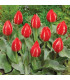 Tulipán Friendly Fire - Tulipa greigii - cibule tulipánů - 3 ks