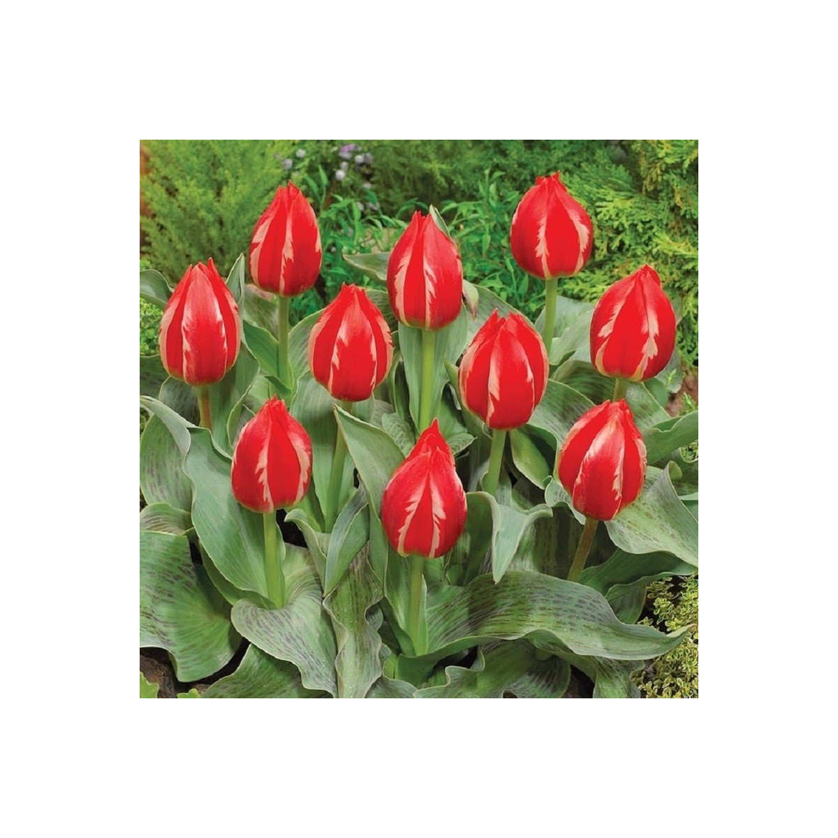 Tulipán Friendly Fire - Tulipa greigii - cibule tulipánů - 3 ks