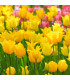 Tulipán West Point - Tulipa - cibule tulipánů - 3 ks