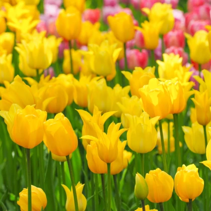 Tulipán West Point - Tulipa - cibule tulipánů - 3 ks