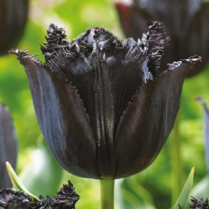 Tulipán Fringed Black - Tulipa - cibule tulipánů - 3 ks