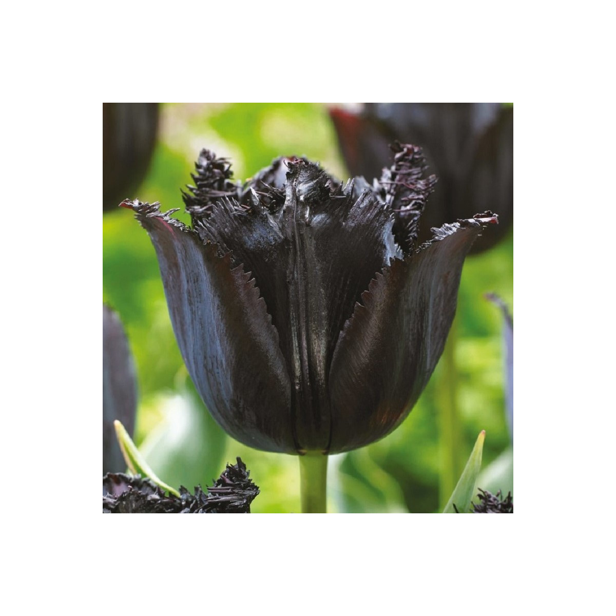 Tulipán Fringed Black - Tulipa - cibule tulipánů - 3 ks