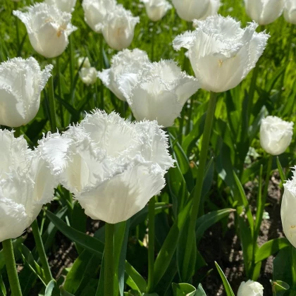Tulipán Honeymoon - Tulipa - cibule tulipánů - 3 ks