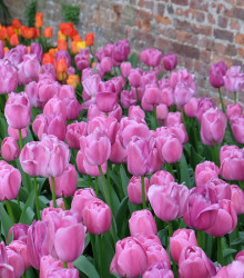 Tulipán Purple Pride - Tulipa - cibule tulipánů - 3 ks