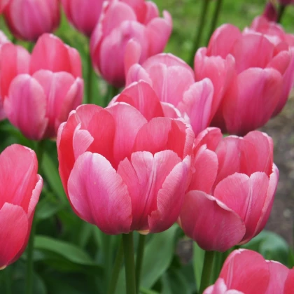 Tulipán Pink Impression - Tulipa - cibule tulipánů - 3 ks