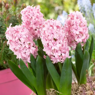 Hyacint plnokvětý Prince of Love - Hyacinthus - cibule hyacintů - 1 ks