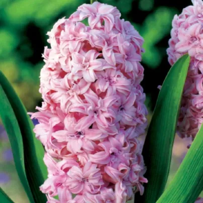 Hyacint plnokvětý Prince of Love - Hyacinthus - cibule hyacintů - 1 ks
