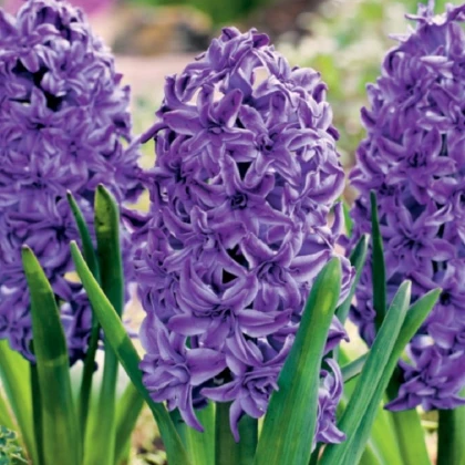 Hyacint plnokvětý Lili Purple - Hyacinthus - cibule hyacintů - 1 ks