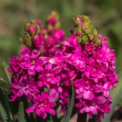 Hyacint plnokvětý Red Diamond - Hyacinthus - cibule hyacintů - 1 ks