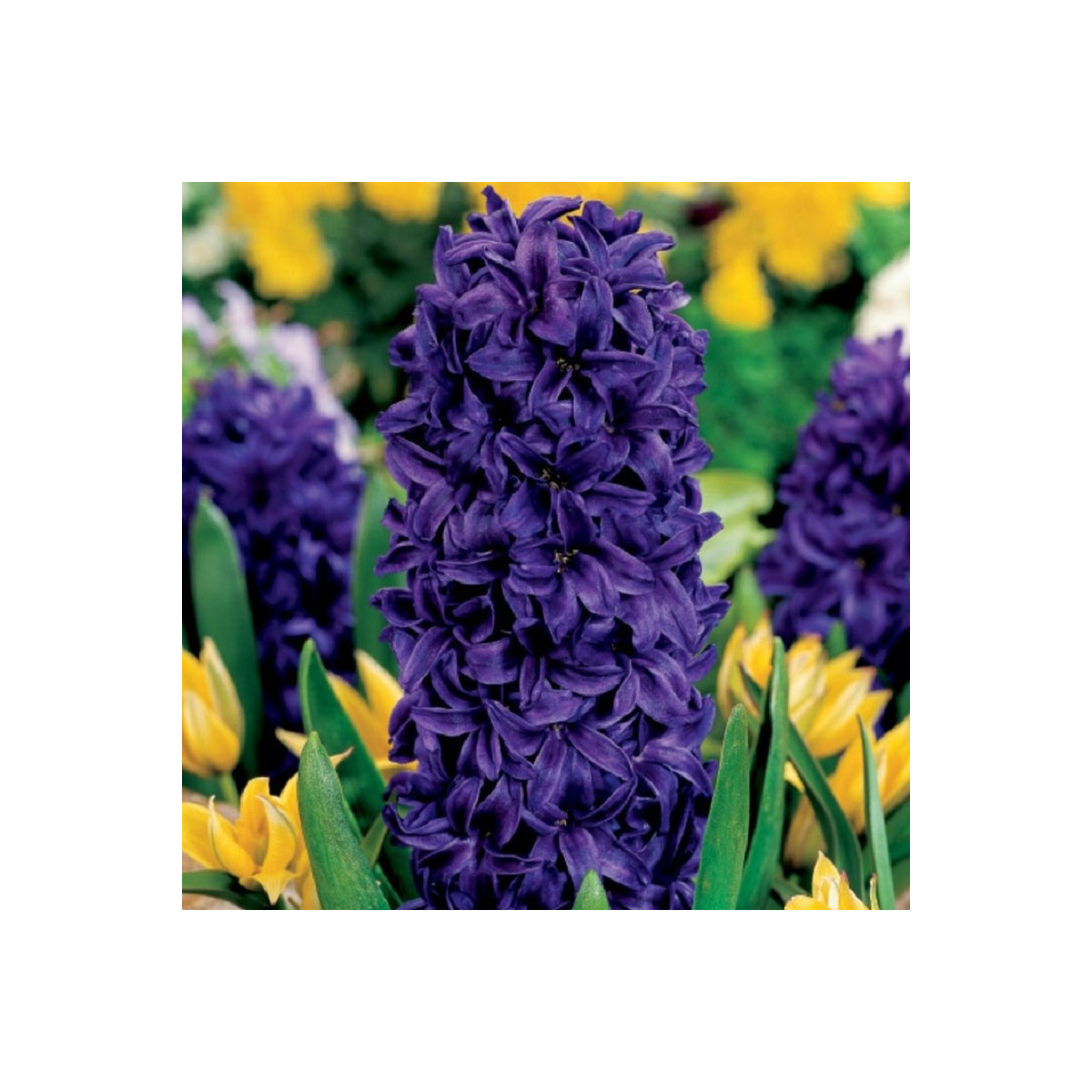 Hyacint Purple Star - Hyacinthus - cibule hyacintů - 1 ks