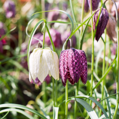 Řebčík kostkovaný - Fritillaria meleagris - cibule řebčíků - 3 ks