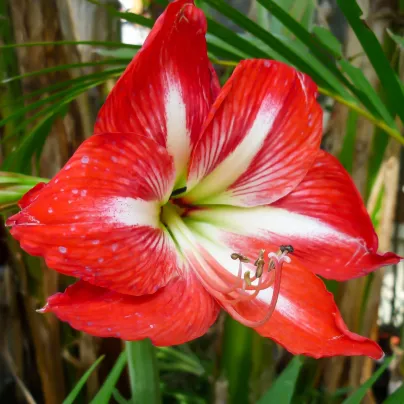 Hvězdník Barbados - Hippeastrum - cibule hvězdníků - 1 ks