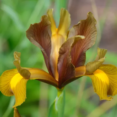 Kosatec holandský Autumn Princess - Iris hollandica - cibulky kosatců - 3 ks