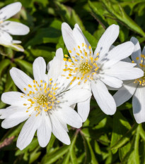 Sasanka hajní - Anemone nemorosa - hlízy sasanky - 2 ks