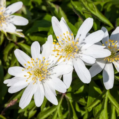 Sasanka hajní - Anemone nemorosa - hlízy sasanky - 2 ks