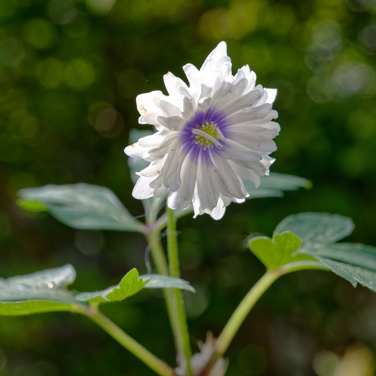 Sasanka Blue eyes - Anemone nemorosa - hlízy sasanky - 1 ks