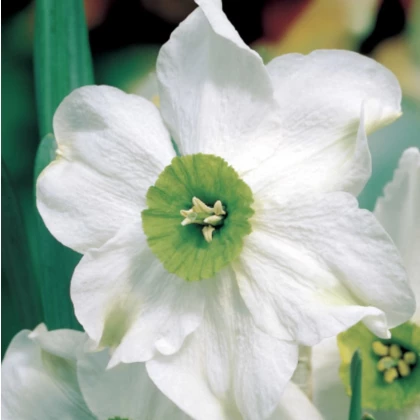 Narcis Sinopel - Narcissus - cibule narcisů  - 3 ks